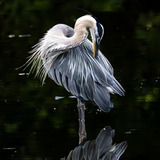 Entry image for Great Blue Heron