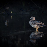 Entry image for Wood Duck
