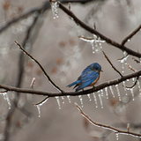 Entry image for Cold Bluebird