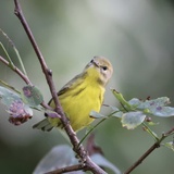 Entry image for Pine Warbler