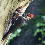 Entry image for Pileated Woodpeckers