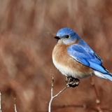 Entry image for Eastern Bluebird all decked out to the 9s