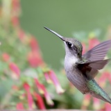 Entry image for Ruby-throated Hummingbird