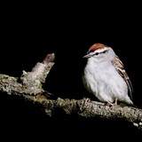 Entry image for Chipping Sparrow