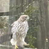 Entry image for Cooper’s Hawk