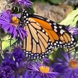 Entry image for Monarch