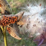 Entry image for Bugs on Milkweed