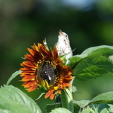 Entry image for Garden Harmony