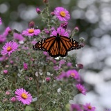 Entry image for Monarch of the Asters