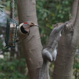 Entry image for Northern Flicker & Eastern Gray Squirrel