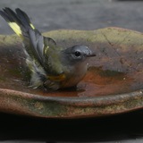 Entry image for Make that "yellowstart"