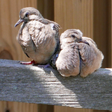 Entry image for Supportive Siblings