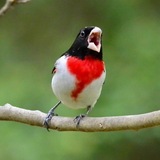 Entry image for Rose-breasted Grosbeak calling