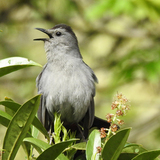 Entry image for Catbird Serenade