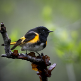 Entry image for American Redstart