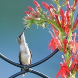 Entry image for Pensive Ruby-throated hummingbird