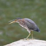 Entry image for Green Heron