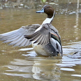 Entry image for Northern Pintail bathing