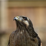 Entry image for Red-Shouldered Hawk 