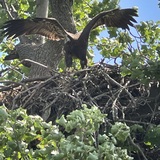 Entry image for Juvenile Eagle eating