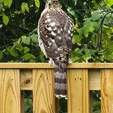 Entry image for Hawk