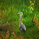 Entry image for Sunset Heron