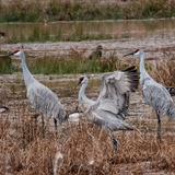 Entry image for Sandhill Cranes at Leopold's Preserve