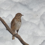 Entry image for Hermit Thrush in Winter