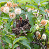 Entry image for Ready for lunch!