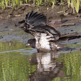 Entry image for Juvenile Bald Eagle bathing