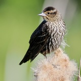 Entry image for Lots of Fluff