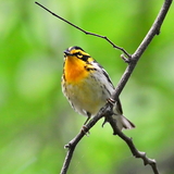 Entry image for Blackburnian Warbler