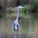 Entry image for Heron Poise 