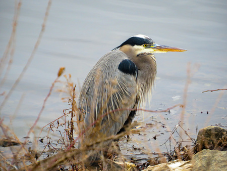 Entry image for Great Blue Heron in Waiting. Clicking this image will show a larger photo