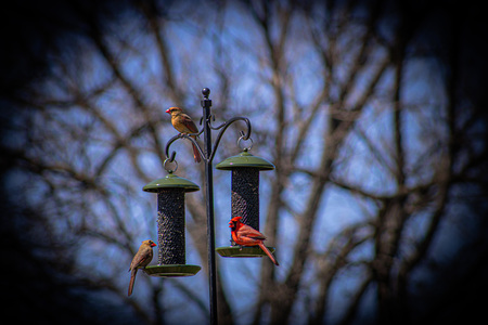 Entry image for A Male Cardinal With Options. Clicking this image will show a larger photo