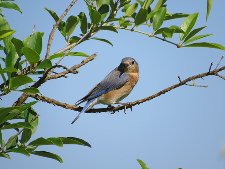 Entry image for Bluebird Framed By Branches. Clicking this image will show a larger photo