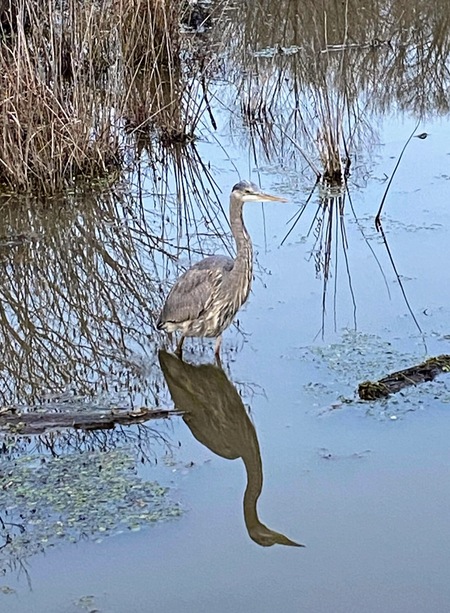 Entry image for Great Blue reflection at Huntley. Clicking this image will show a larger photo