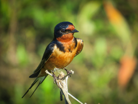 Entry image for Barn Swallow Observing Humans. Clicking this image will show a larger photo