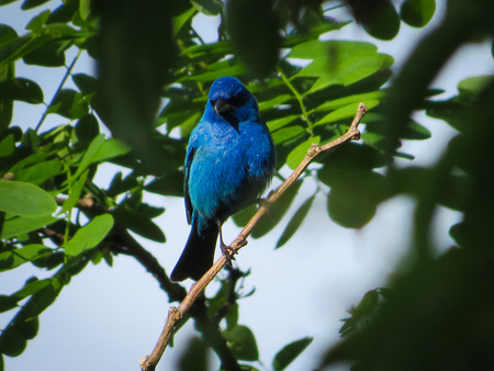Entry image for Indigo Bunting Complementing the Leaves. Clicking this image will show a larger photo