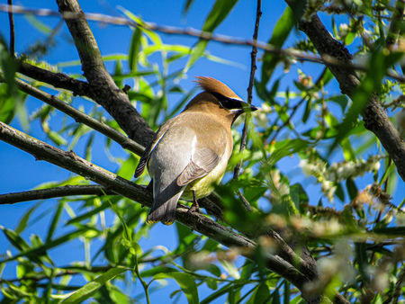 Entry image for Cedar Waxwing in Portrait. Clicking this image will show a larger photo