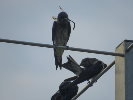 Entry image for Dusky Purple Martins, Dragonfly Snack. Clicking this image will show a larger photo