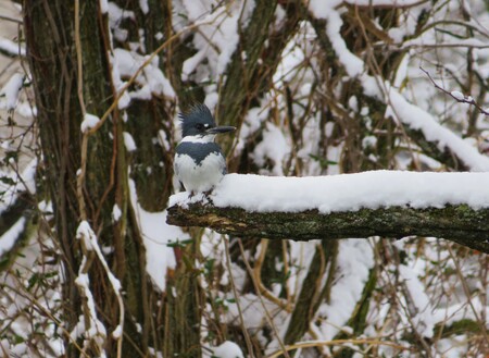Entry image for Kingfisher in the Snow. Clicking this image will show a larger photo