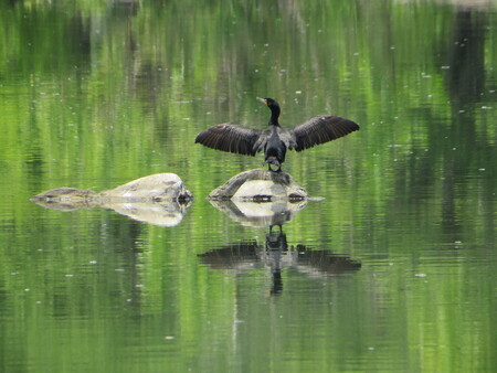 Entry image for Double-Crested Cormorant Sunning. Clicking this image will show a larger photo