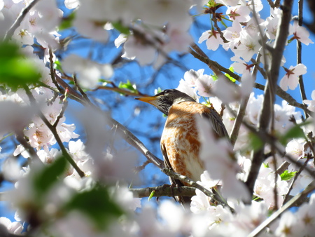 Entry image for Cherry Robin. Clicking this image will show a larger photo