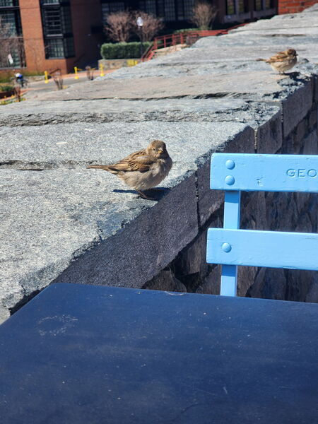 Entry image for Sparrow’s Weekend in Georgetown . Clicking this image will show a larger photo