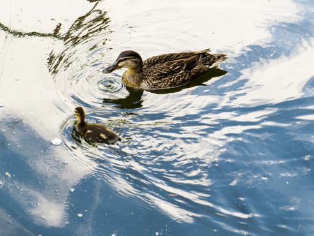 Entry image for Duck with Chick in Motion. Clicking this image will show a larger photo
