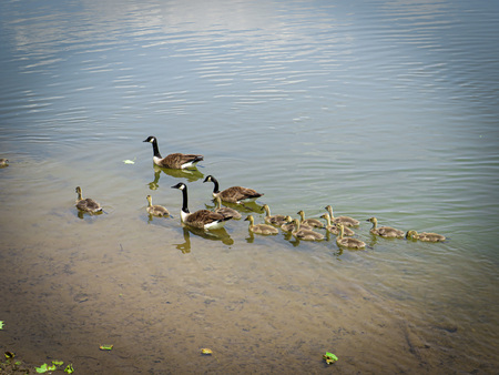 Entry image for Geese and Goslings. Clicking this image will show a larger photo