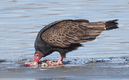 Entry image for Turkey Vulture eats a Gizzard Shad. Clicking this image will show a larger photo