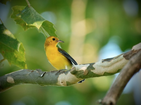 Entry image for NOVA Warbler. Clicking this image will show a larger photo