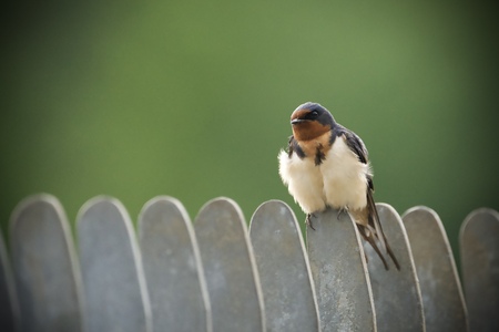 Entry image for Swallows of Huntley. Clicking this image will show a larger photo